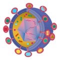 The structure of the herpes virus. Bacteria in a section with an indication of the composition and nucleus.